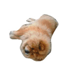 チャウチャウ犬のもこもこ Lineスタンプ Kowakky
