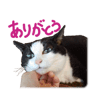 猫をなでる Lineスタンプ Topogemo