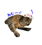 みーちゃんの日常スタンプ2 Lineスタンプ ききちゃん