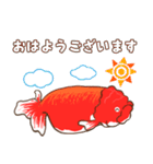 日常で使える らんちゅうスタンプ Lineスタンプ Sonahino