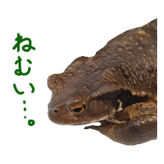 Lineスタンプ 昆虫 の完全一覧 全347種類