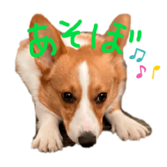 Lineスタンプ コーギー犬ここ0124 8種類 1円