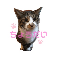 Lineスタンプ かわいい猫 の完全一覧 全1000種類