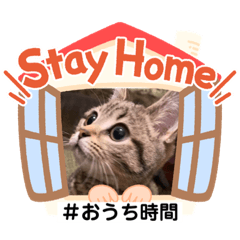 Stay Home もかにゃん❤︎