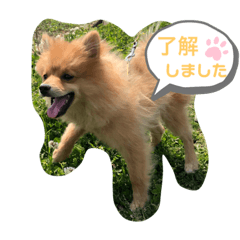 Lineスタンプ かわいい動物大集合 1 16種類 1円