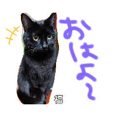 うちの黒猫の福ちゃん②