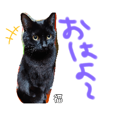 Lineスタンプ 黒ネコ の完全一覧 全1000種類