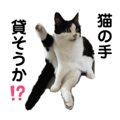 Lineスタンプ しっぽ の完全一覧 全1000種類