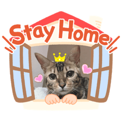 Stay Home猫達の日常スタンプ