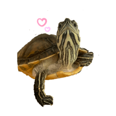 Lineスタンプ 亀 の完全一覧 全1000種類