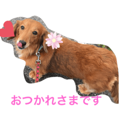 ミニチュアダックス のさくらの生活 Lineスタンプ Yashikyo