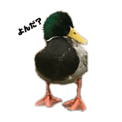 Lineスタンプ 白鳥 の完全一覧 全2種類