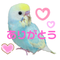 Lineスタンプ セキセイインコ の完全一覧 全1000種類