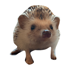 いがぐりの日常 Lineスタンプ やんちぼ