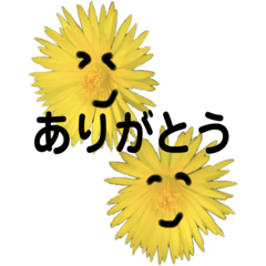 Lineスタンプ かわいいお花さんたち 24種類 1円