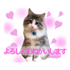 もふ猫トノくん かわいい敬語スタンプ Lineスタンプ トノちゃんねる