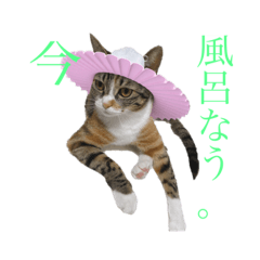 Lineスタンプ にゃ 猫 の完全一覧 全1000種類