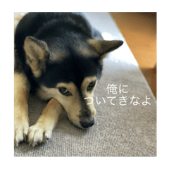 イケメン犬かっこいいセリフ