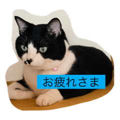 はちわれ日和 なな2 Lineスタンプ あおい