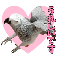 Lineスタンプ インコ の完全一覧 全1000種類