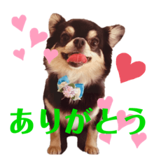 Lineスタンプ チワワ の完全一覧 全1000種類