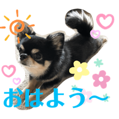 Lineスタンプ チワワ の完全一覧 全1000種類