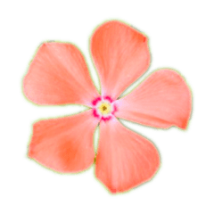 花かざり Lineスタンプ Miss Aflo