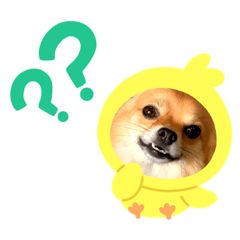 チワワの可愛い癒されスタンプ Lineスタンプ ころん