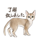 敬語で伝える猫たちのスタンプ（個別スタンプ：15）
