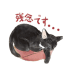 敬語で伝える猫たちのスタンプ（個別スタンプ：21）