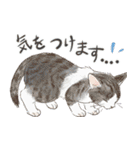 敬語で伝える猫たちのスタンプ（個別スタンプ：22）