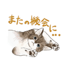 敬語で伝える猫たちのスタンプ（個別スタンプ：23）