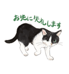 敬語で伝える猫たちのスタンプ（個別スタンプ：25）