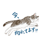 敬語で伝える猫たちのスタンプ（個別スタンプ：35）