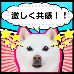 [LINEスタンプ] 豆柴大福メッセージスタンプ【アメコミ風】